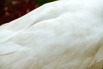 Close-up of a white goose's back