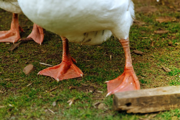 Close-up of geese legs on a farm