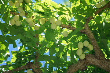 Tokyo,Japan-July 26, 2019:  Premature yellow ginkgo nuts in the summer