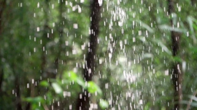 Close-up. It is raining hard. Drops of water on a blurred background of the forest. Slow motion.