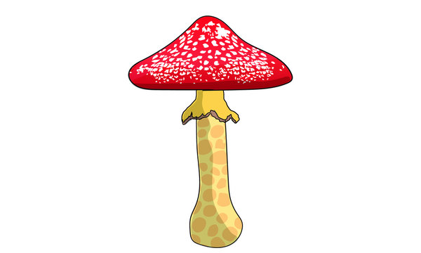 colour illustration muchroom biright vector