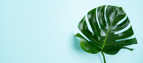 Сlose-up of monstera leaves on a turquoise light blue background with space for text. Trend frame with tropical mood. Wide banner.