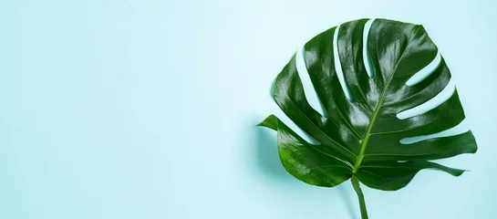 Tuinposter Monstera Сlose-up van monsterabladeren op een turquoise lichtblauwe achtergrond met ruimte voor tekst. Trendframe met tropische sfeer. Breed spandoek.