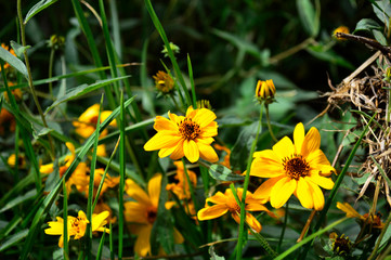 Obraz premium A quien no le gusta ver esas flores amarillas