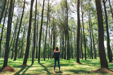 An asian female traveler with backpack standing back and looking into a beautiful pine woods