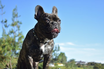 bulldog frances en diferentes escenarios naturales