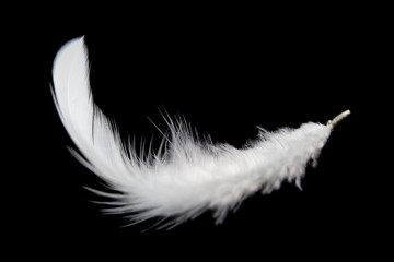 single white feather isolated on black background