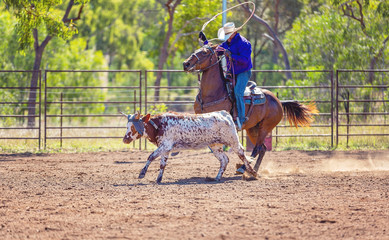 Australian Team Calf Roping At Country Rodeo