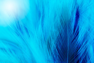 blue feather texture background