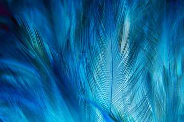 Macro of Blue Feathers Texture as Background. Swan Feather. Dark Blue Feather Vintage Backdrop