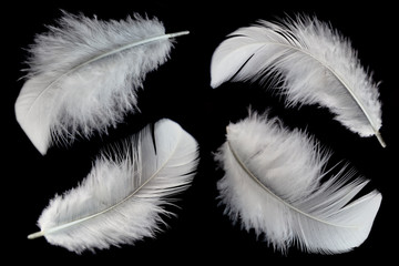 Obraz premium white feathers isolated on black background