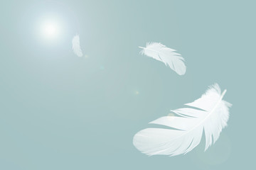 abstract white feathers floating in the air.
