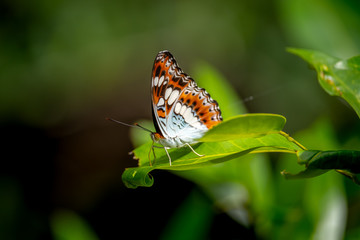 Fototapeta na wymiar Butterfly in Pang Sida National Park.