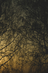Abstract golden forest texture background. tree branches silhouette
