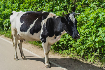 cow on the road