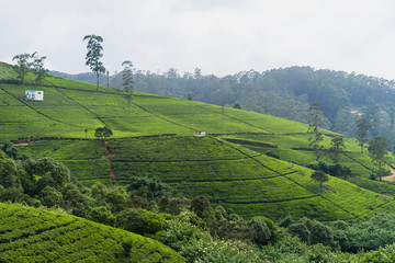 Fototapeta premium green plantation