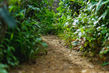 dirt path in tall grass