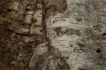 Bark wood background. wooden texture