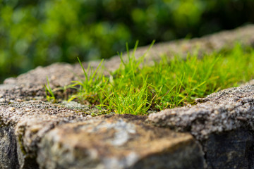 moss on the stone