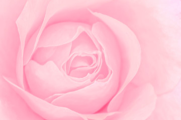 Fototapeta na wymiar Blurred for background.Beautiful Pink rose Flower petals, abstract romance background.