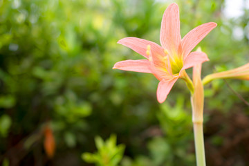 Pink flower in green garden