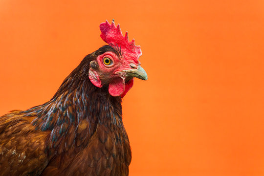 closeup the face of a teardrop hen on an orange background,copy space.