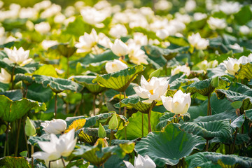 White lotus field on sunrise 