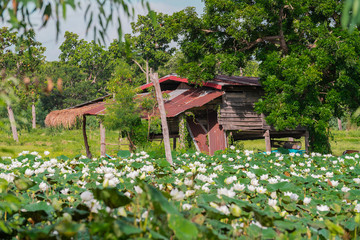 White lotus field with wooden hut background at countryside