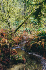 green mossy forest