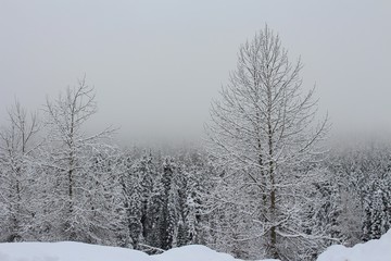winter landscape with trees and snow