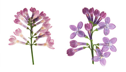 Pressed and dried flowers lilac isolated on white background