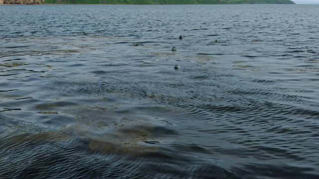 Spotted seal Phoca largha, the larga seal in wildlife environment