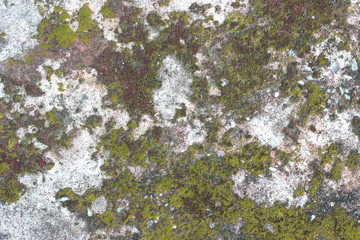 Obraz premium background texture: the surface of old concrete slab covered with moss or algae