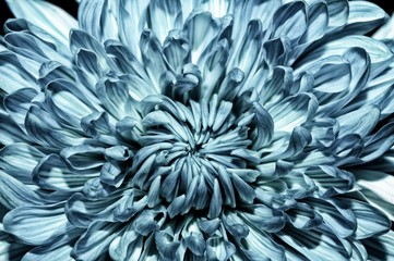 Blue chrysanthemum flower macro texture