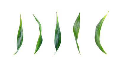collection green leaf isolated on white background