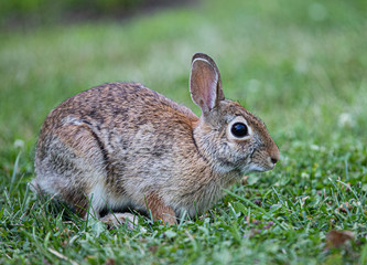 Naklejka na ściany i meble Little Hare in the grass