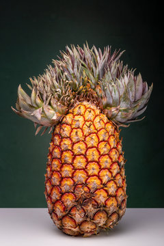 Close up of an upright standing pineapple with an extraordinary top that looks like a Mexican sombrero or Napoleon hat on a white surface against a dark green background