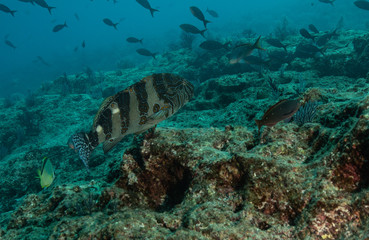 Coral reef fish from Sea of Cortez