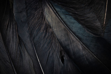 black feather texture background