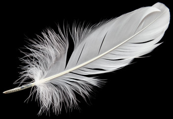 Obraz premium single white feather bird isolated on black background