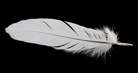 single white feather bird isolated on black background © Siwakorn1933