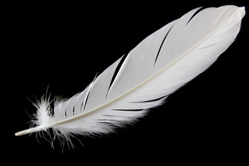 single white feather bird isolated on black background