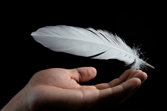 abstract lightweight of white feather bird falling down on hand