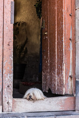 A shih tzu dog look the city from his old door.