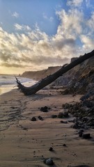 tree on the beach