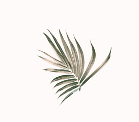 green leaf of palm tree isolated on white background