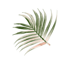 green leaf of palm tree isolated on white background