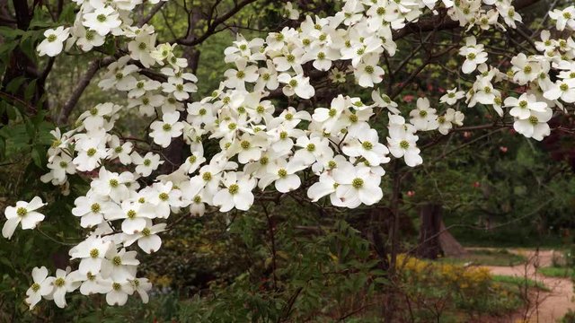 Dogwood trees at peak bloom at Coker Arboretum on the campus of the University of North Carolina at Chapel Hill. Breeze gently stirs the blooms.