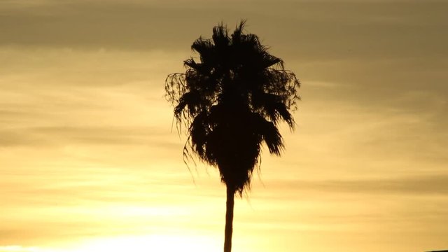 Palm Tree Silhouette Tropical Sunset California Beach Miami Hawaii