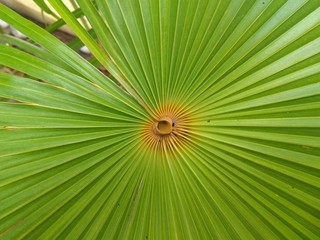 palm leaves background